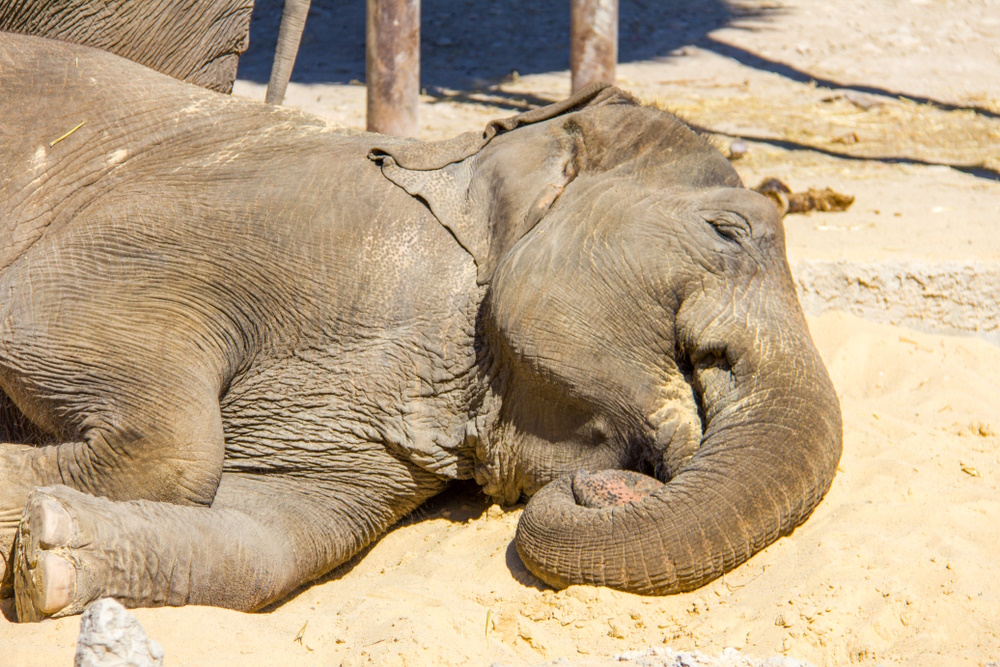 olifant slapen