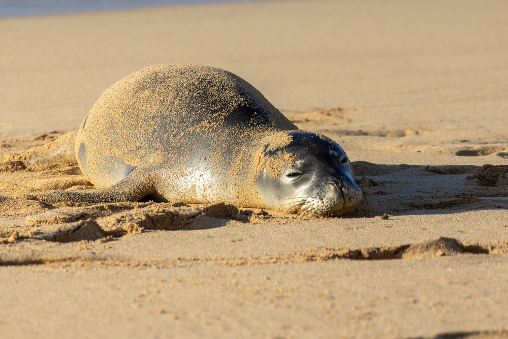 zeehond slapen zeehond slapen