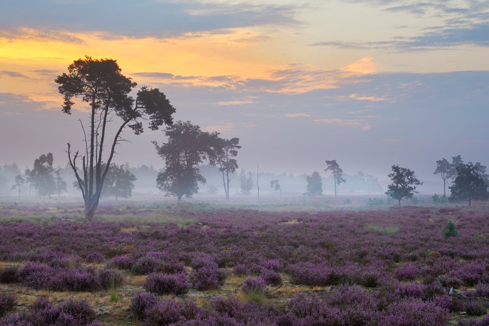 Loonse duinen Loonse duinen