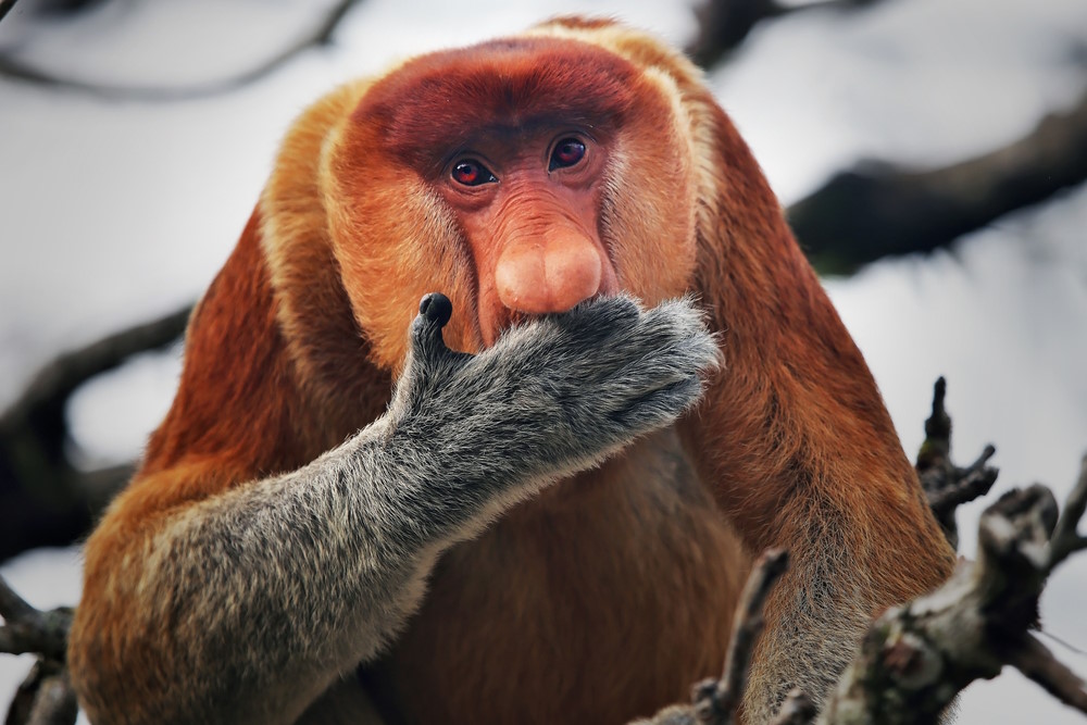 25 Meest Bizarre Dieren Weetjes bizarre dieren weetjes
