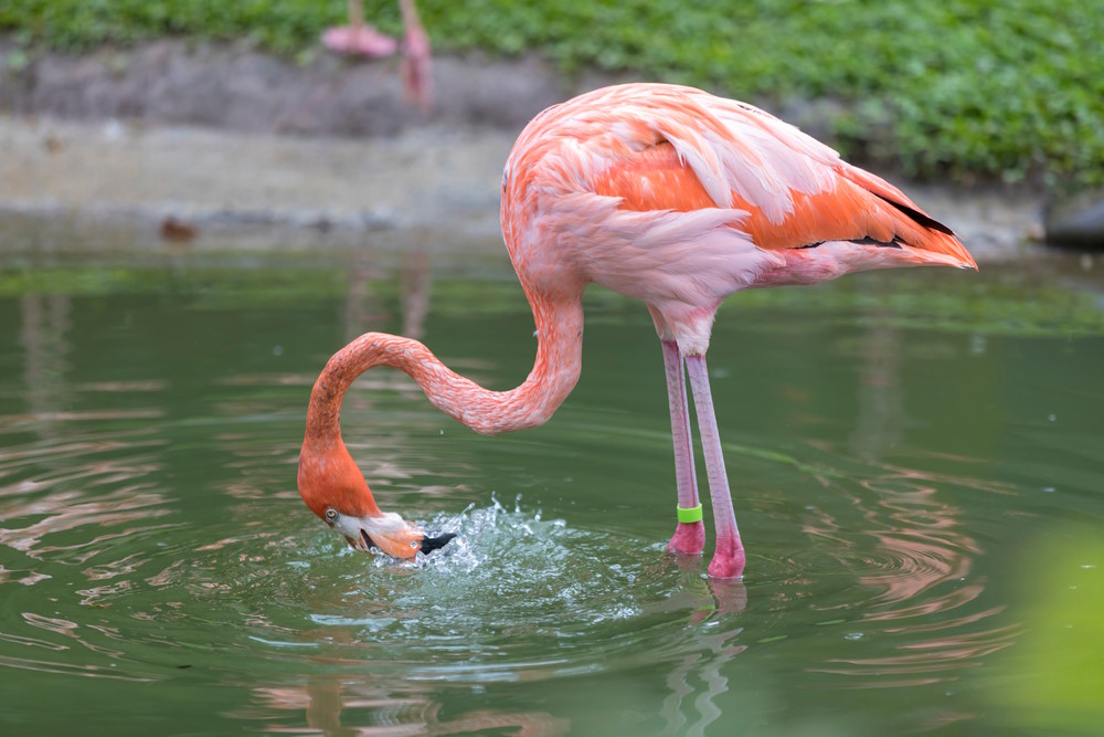 etende flamingo etende flamingo