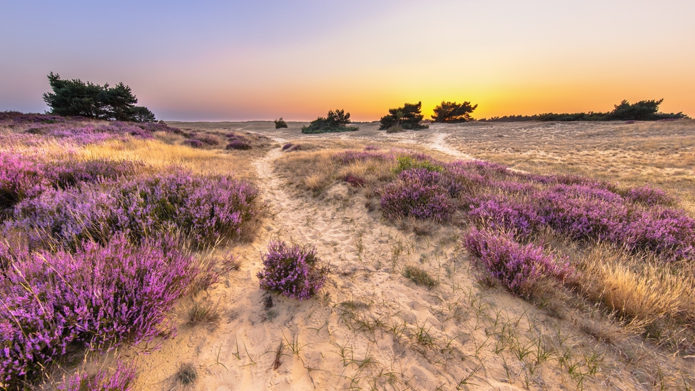 Top 10 Mooiste Natuurfotografie Locaties in Nederland natuurgebieden