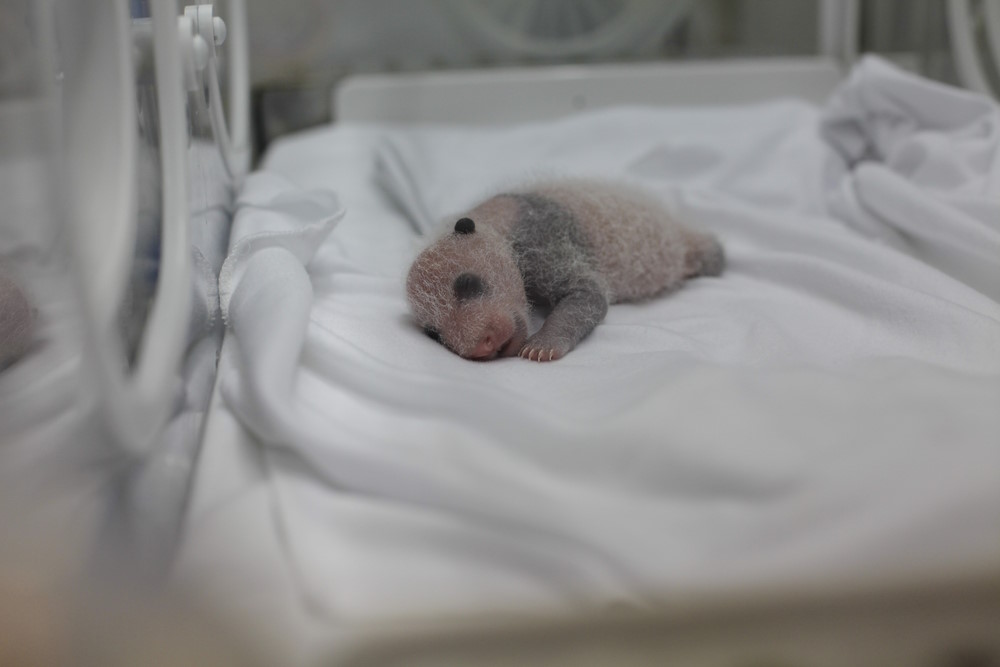 panda baby panda baby