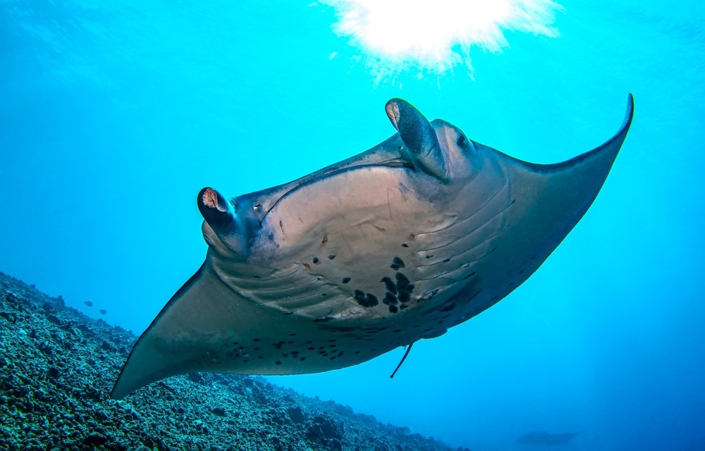 Mobula birostris reuzenmanta Mobula birostris reuzenmanta