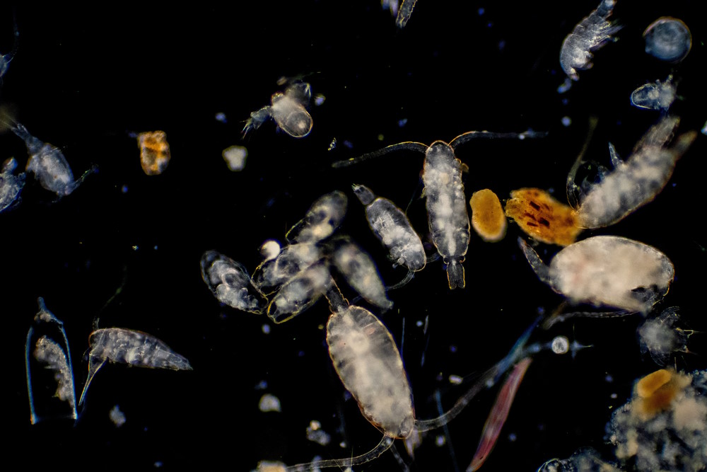 Plankton