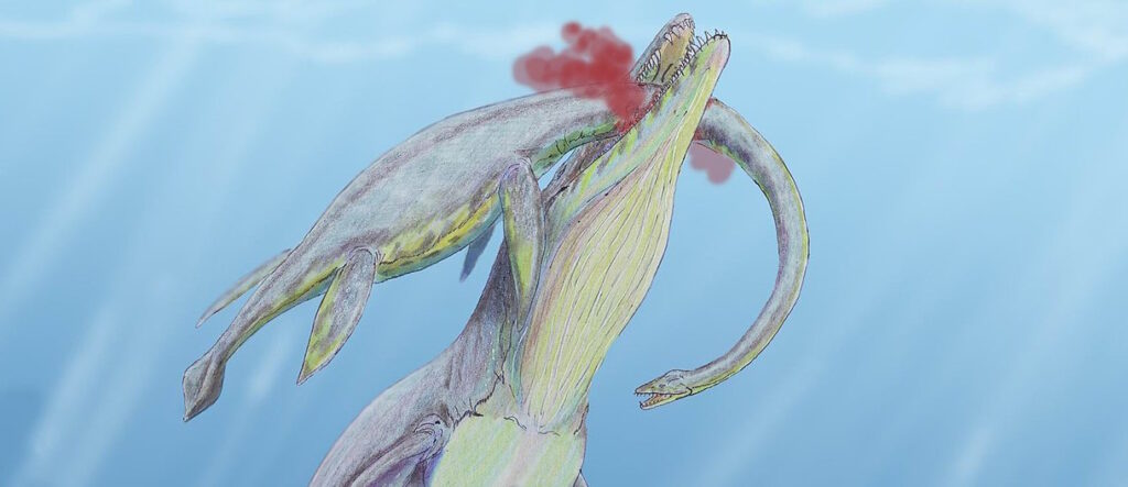 zeemonsters