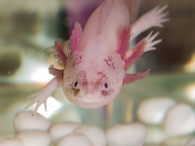 Axolotl