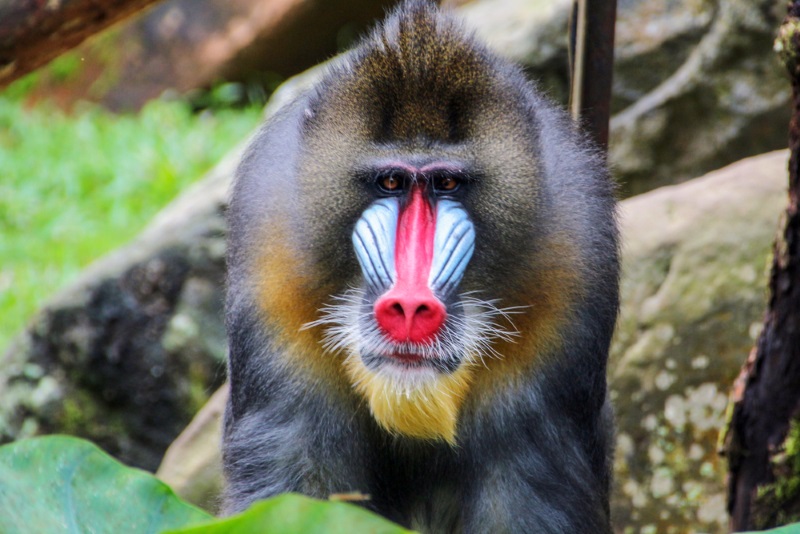 Mandrill