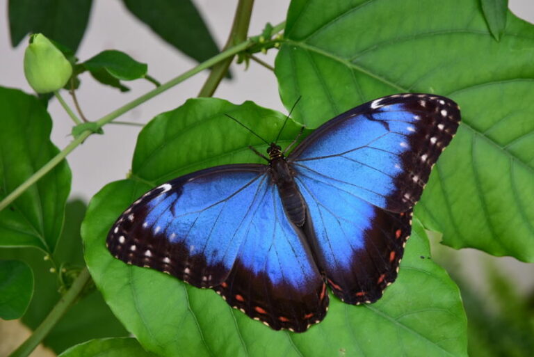 Morpho 768x513 1 Morpho 768x513 1