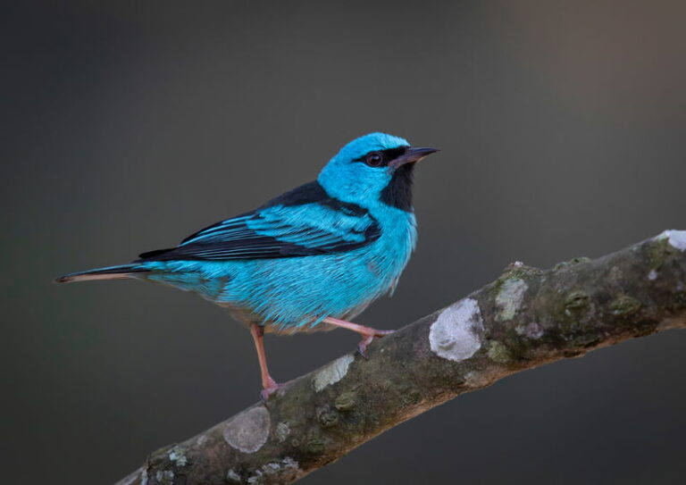 blauwe pitpit 768x543 1 blauwe pitpit 768x543 1