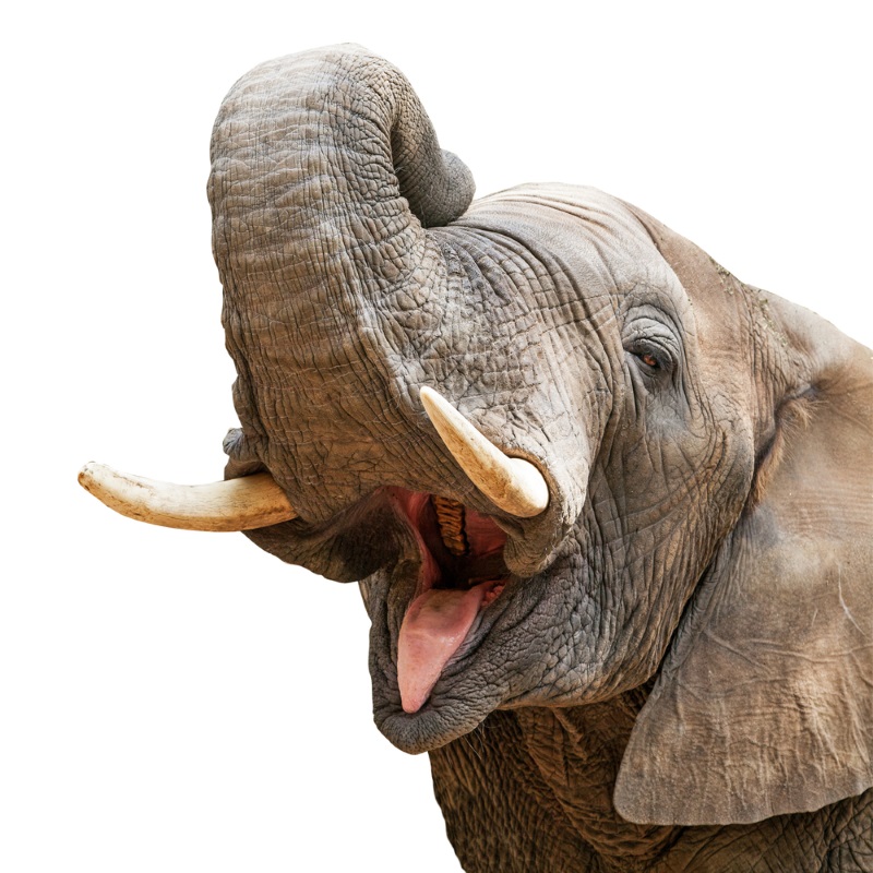 olifant