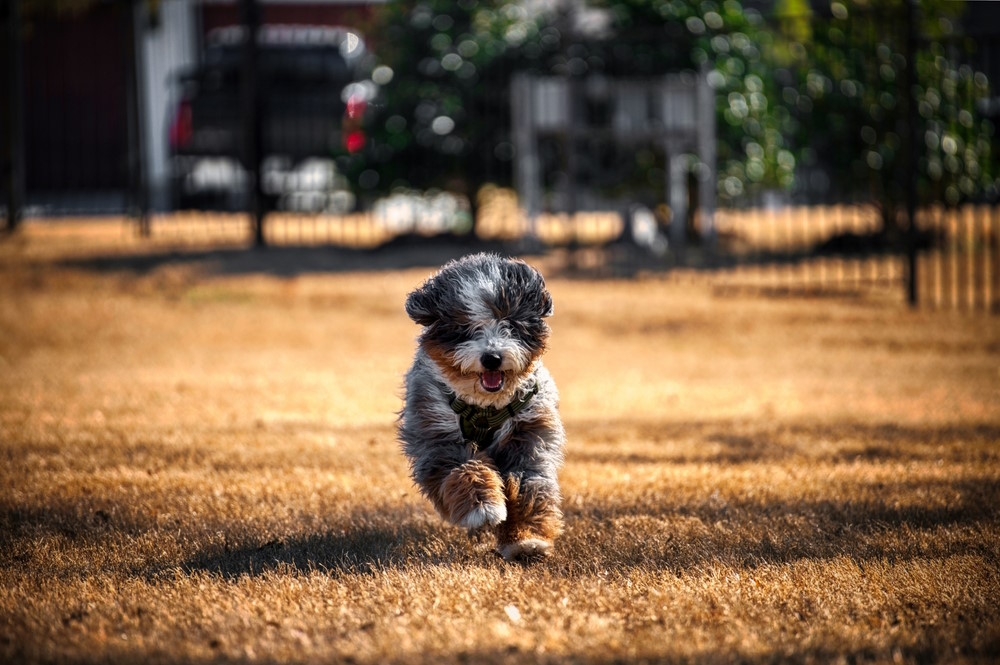 Bernedoodle