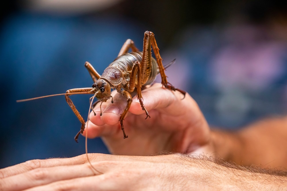 Deinacrida reuzenweta