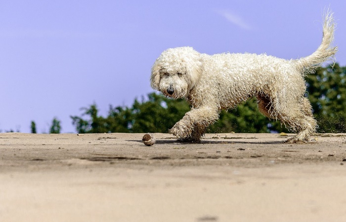 Goldendoodle
