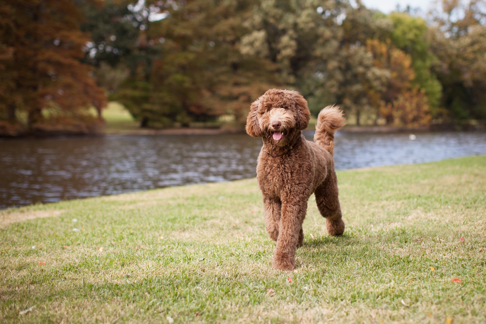 Labradoodle 2
