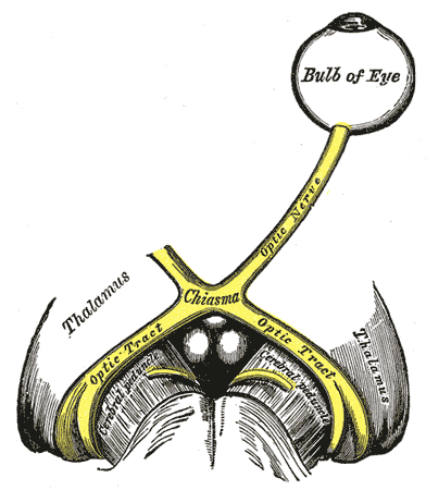 Nervus opticus