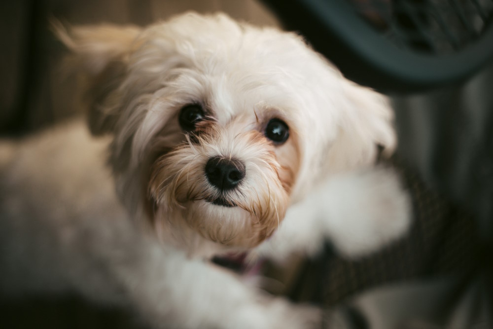 Shihpoo