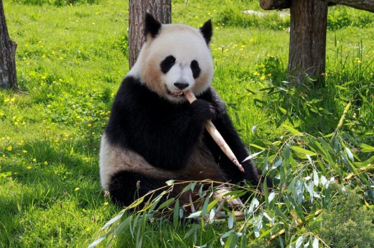 bamboe eten