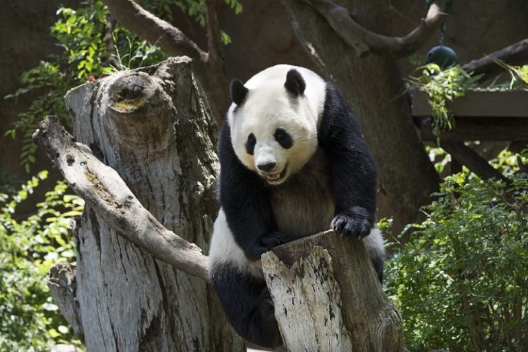 klimmende panda