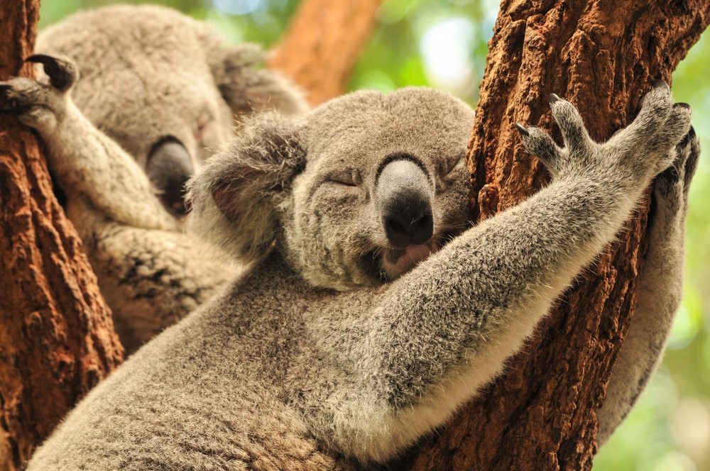 koala slapen