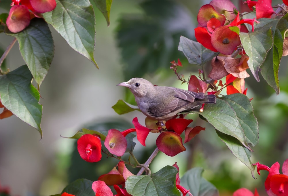 Geelsnavelhoningvogel