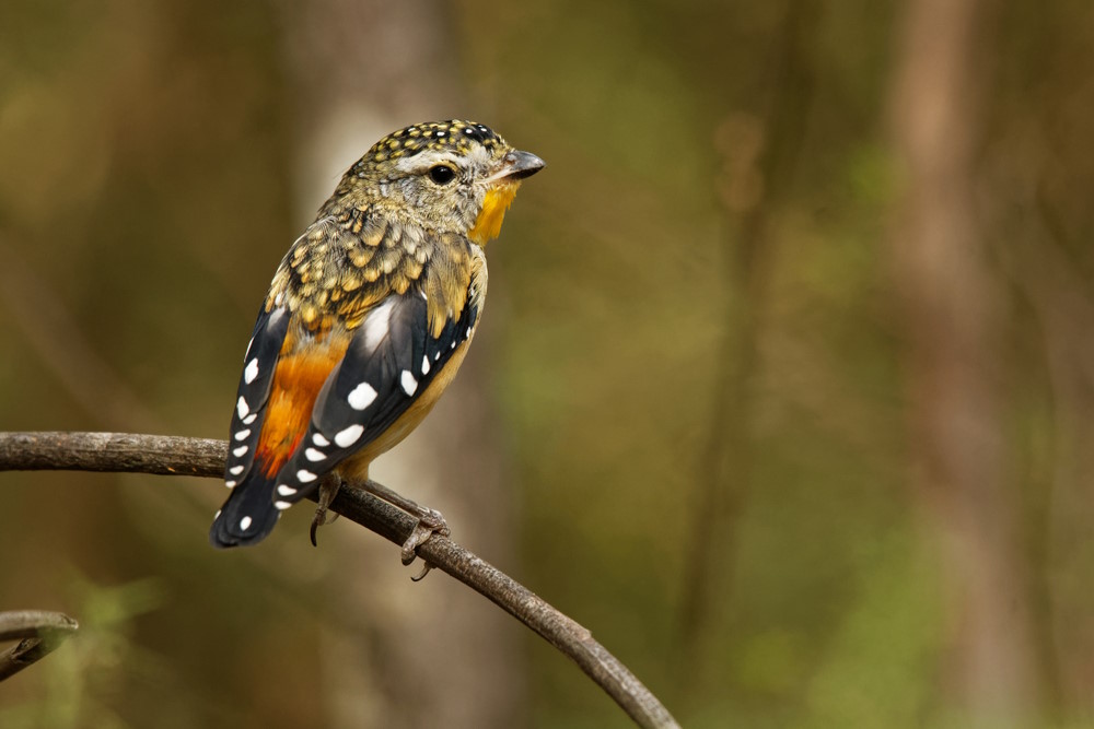 Gevlekte diamantvogel