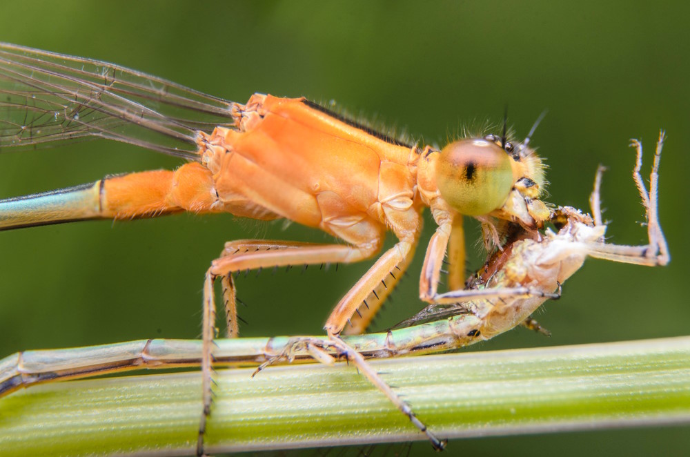 kannibalisme bij dieren