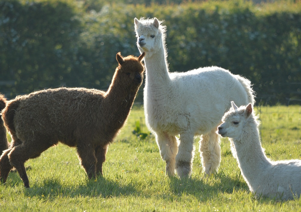 lama 2