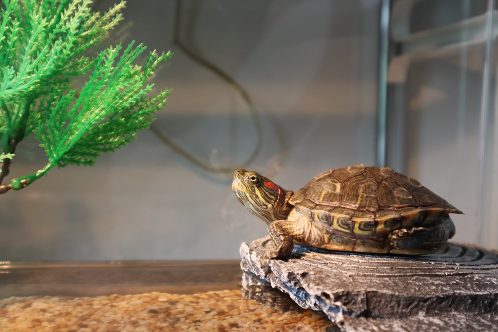 schildpad