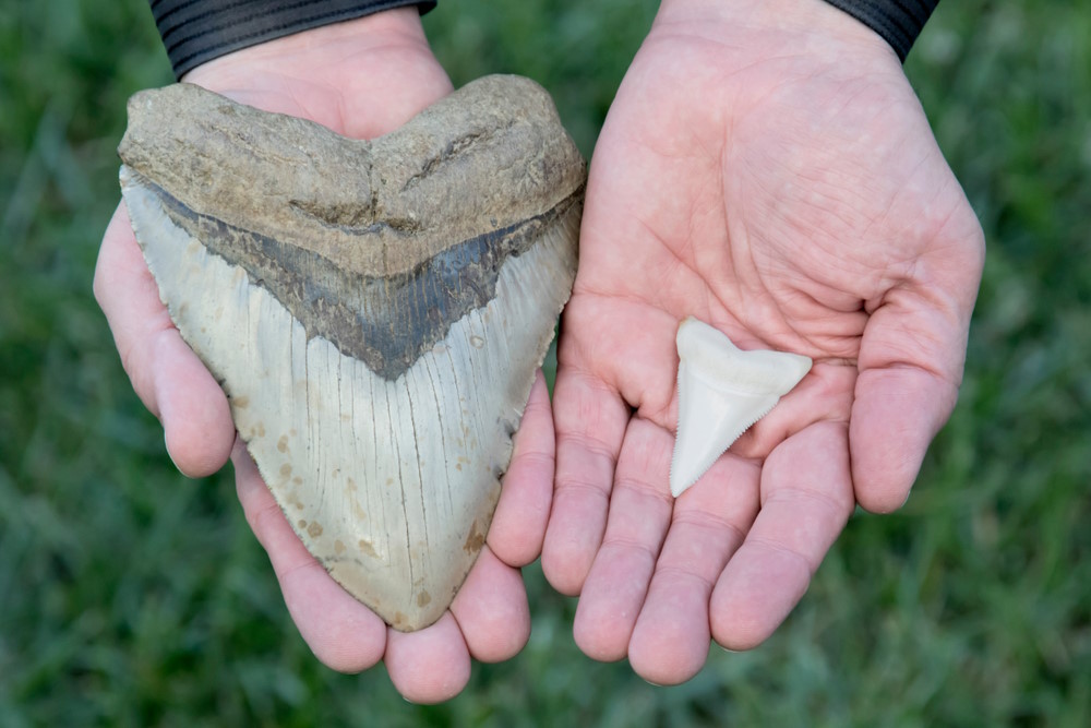 tanden megalodon