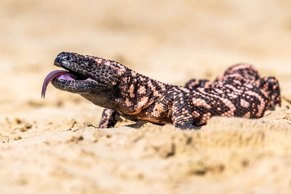 Gilamonster