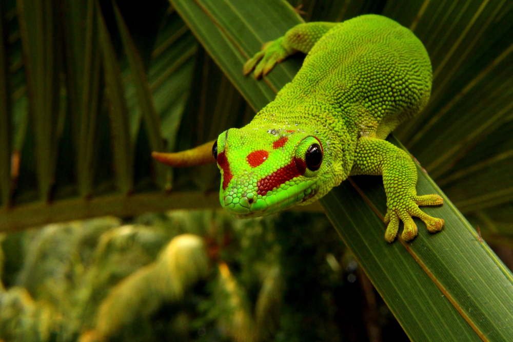 Madagaskardaggekko Madagaskardaggekko