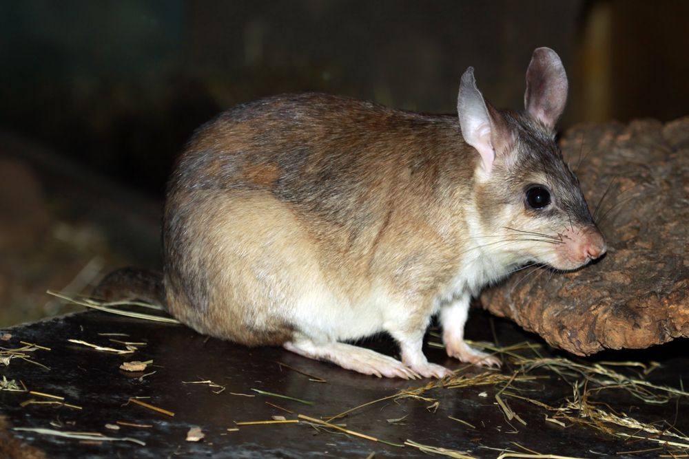 Madagaskarreuzenrat Madagaskarreuzenrat