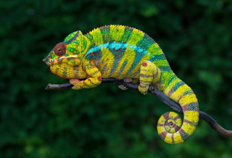 Panterkameleon Panterkameleon