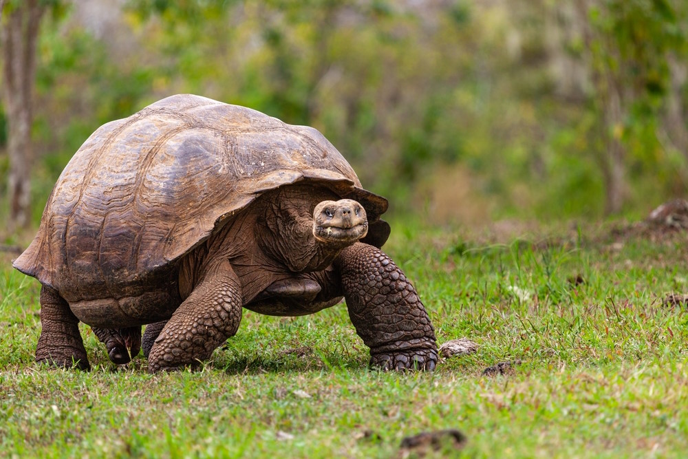 Reuzenschildpad