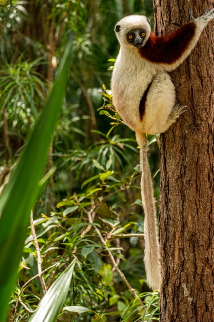 Sifaka Sifaka