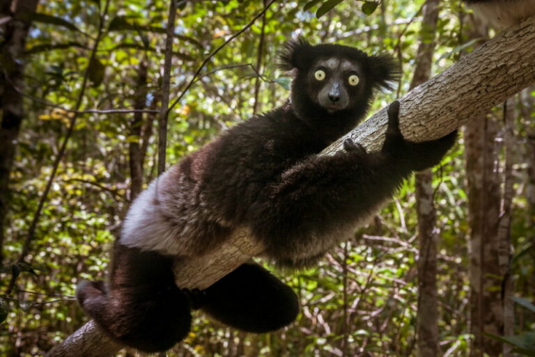indri indri