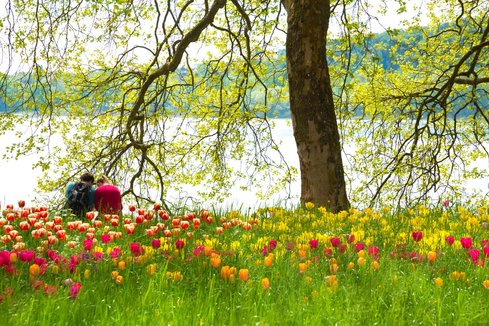 keukenhof keukenhof