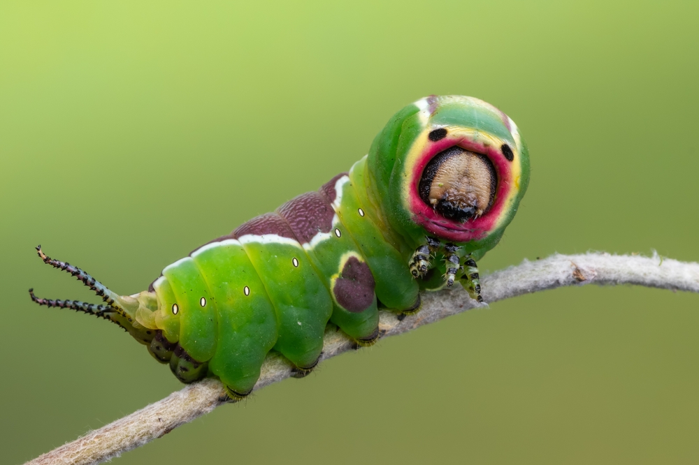 hermelijnvlinder rups