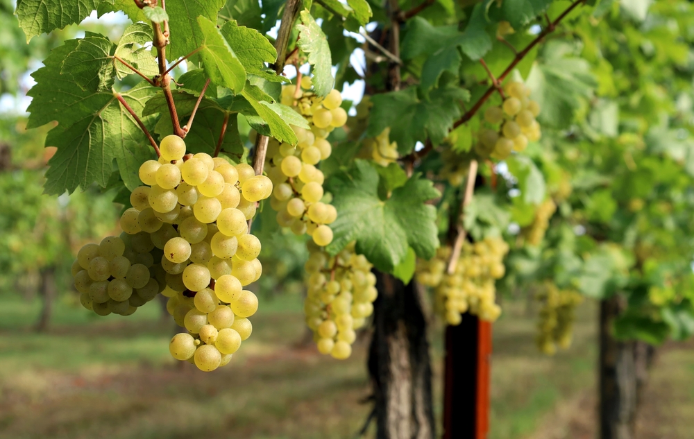 Chardonnay