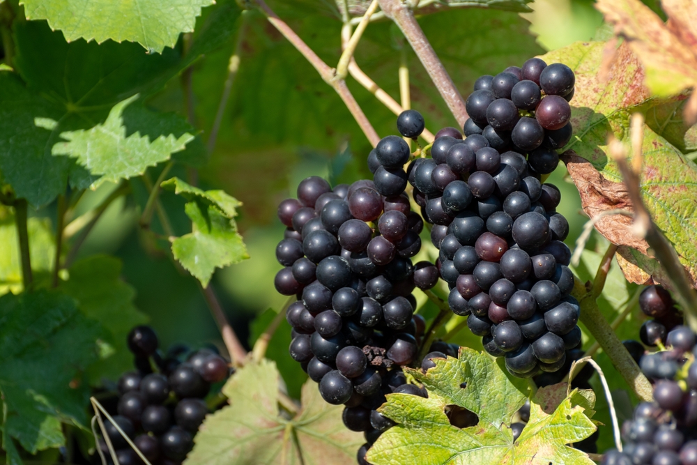 Pinot Noir