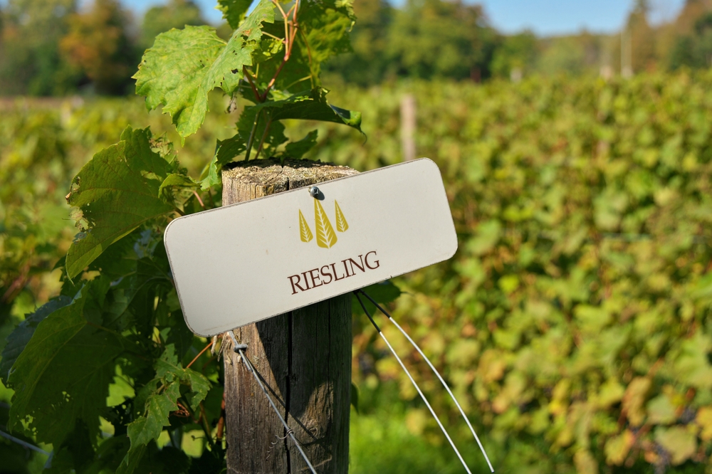 Riesling