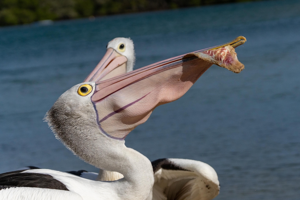 gekke eetgewoonte