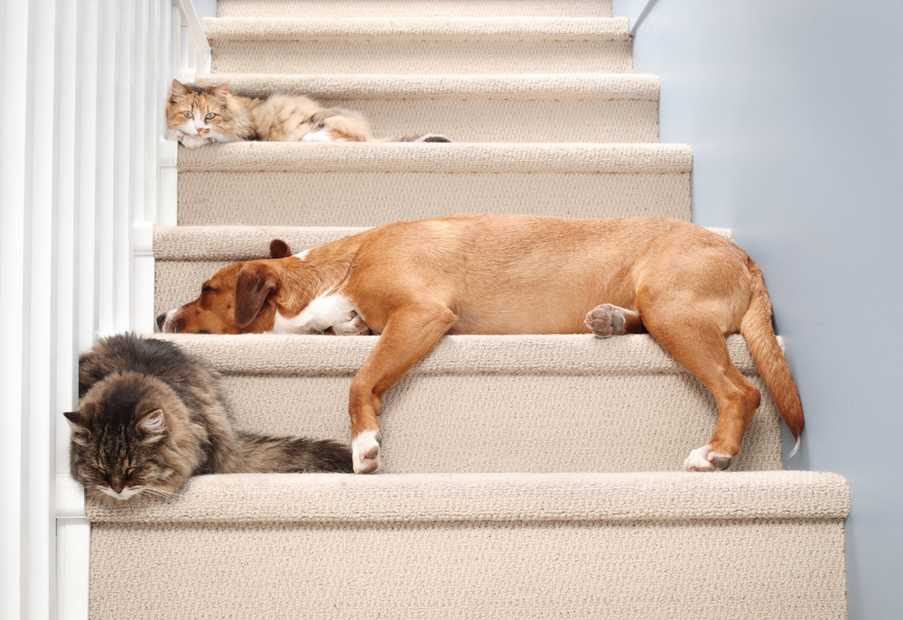 huisdier vriendelijk