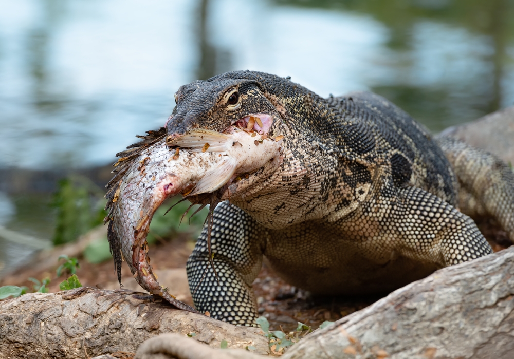 komodovaraan
