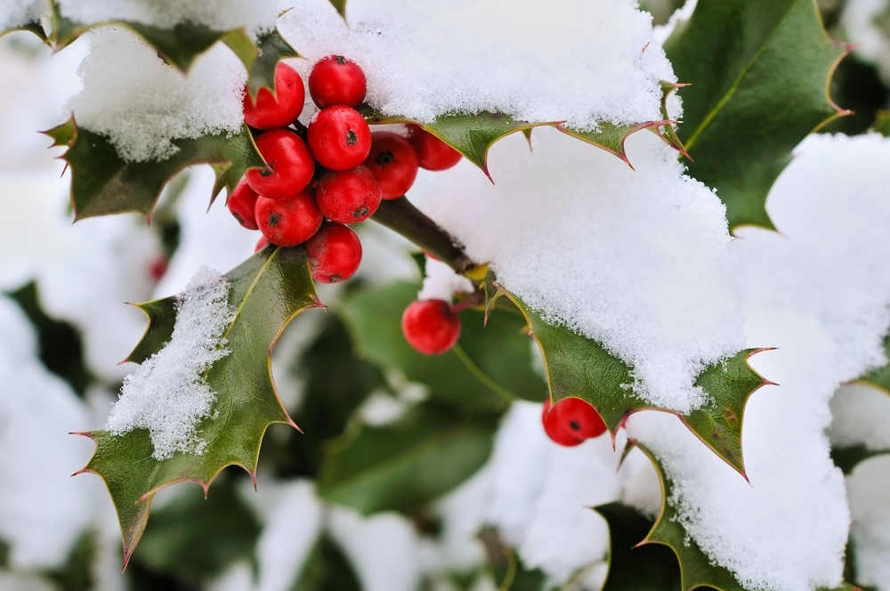 hulst winter
