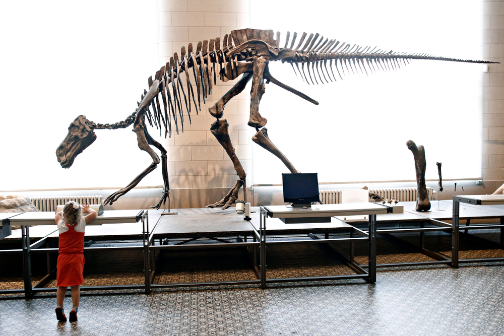 museum voor natuurwetenschappen museum voor natuurwetenschappen