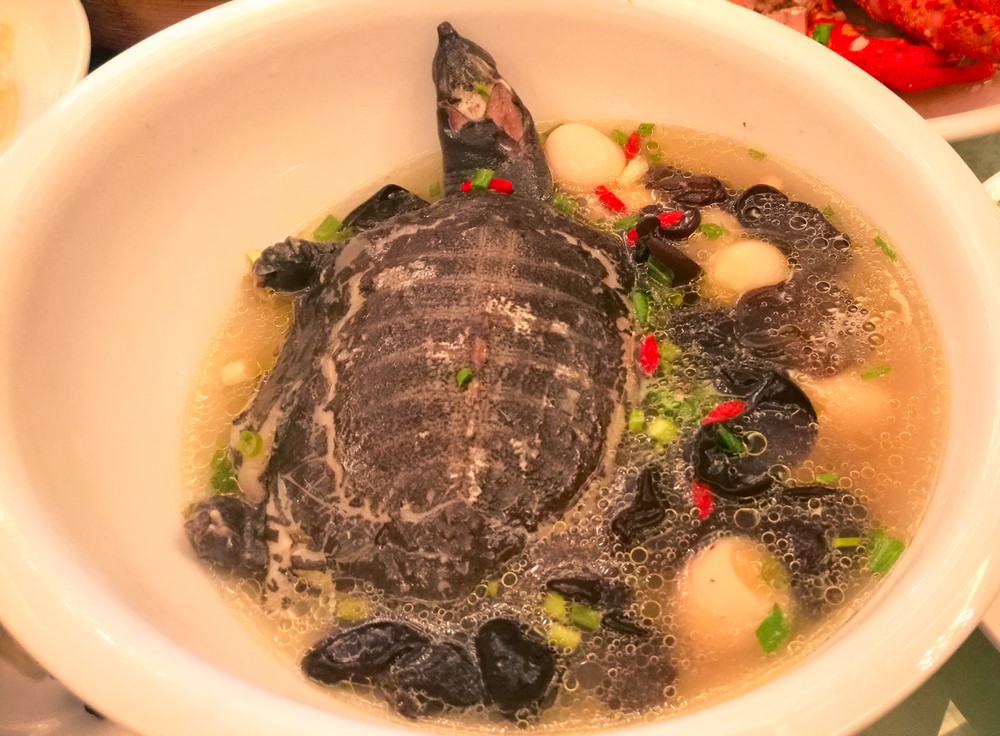 schildpadsoep