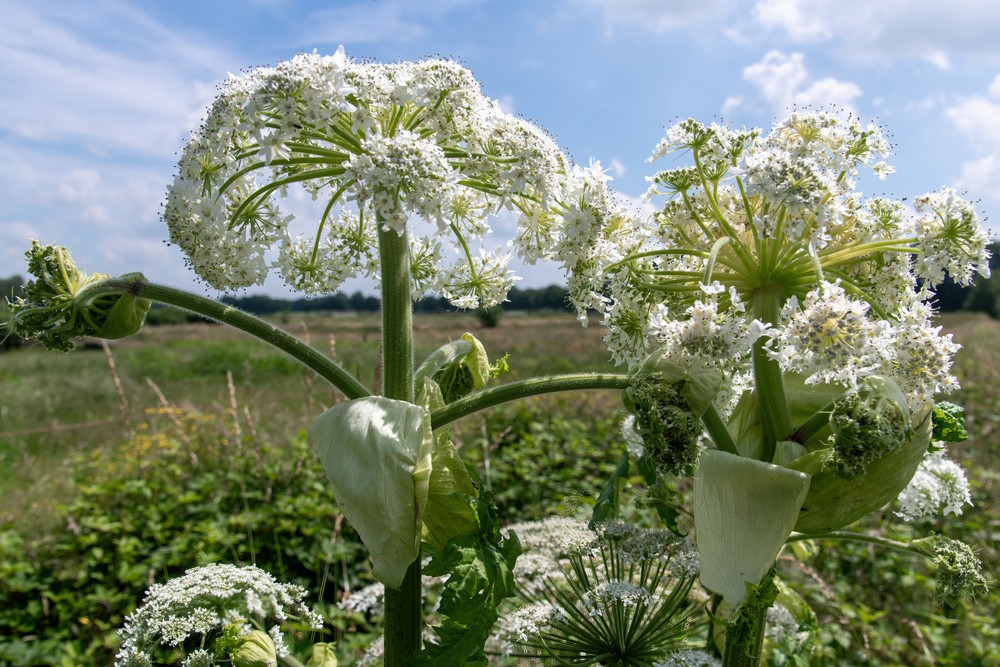 Heracleum mantegazzianum