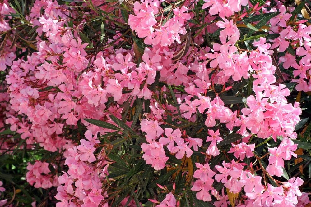 Nerium oleander